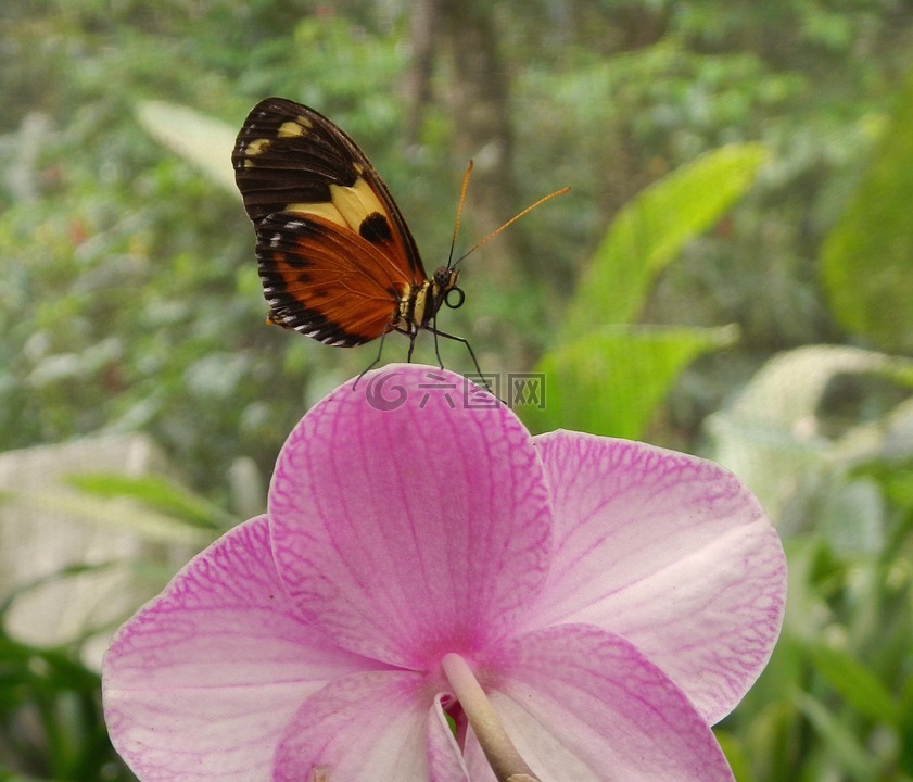 蝴蝶在花上,性质,翅膀