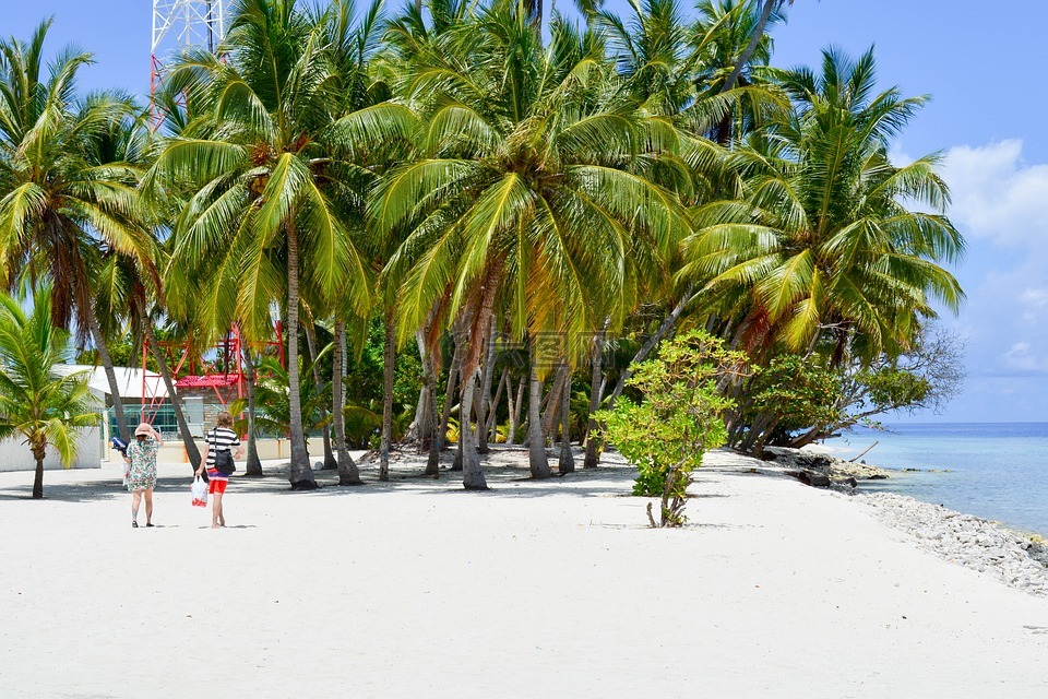 baa,在沙滩上的棕榈树,dharavandhoo
