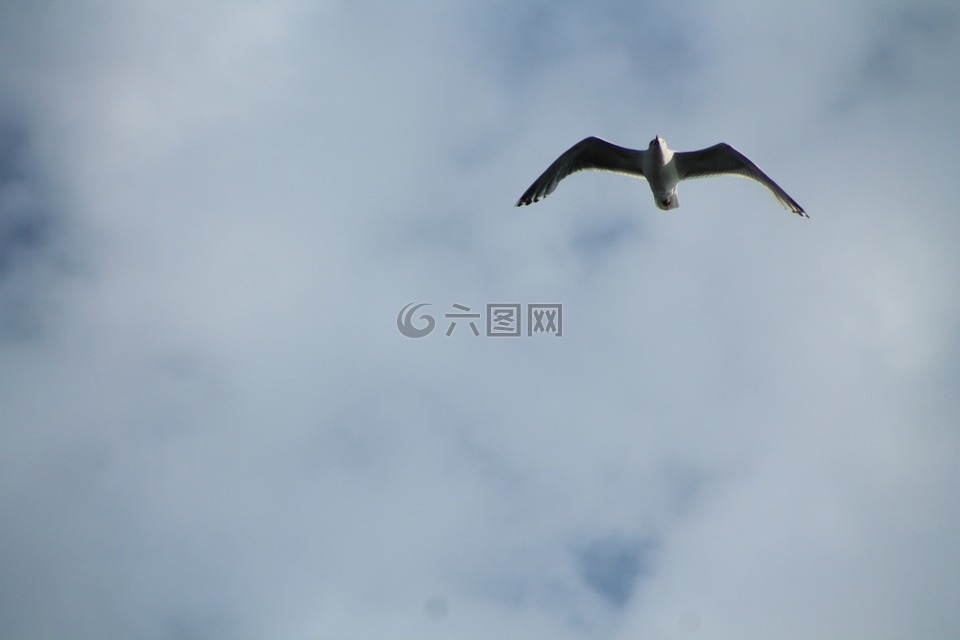 海鸥,灰色,天空