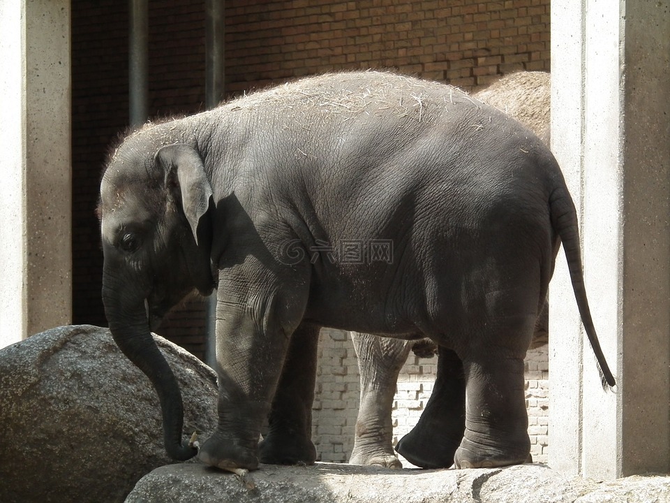 大象,动物园,在柏林的酒店