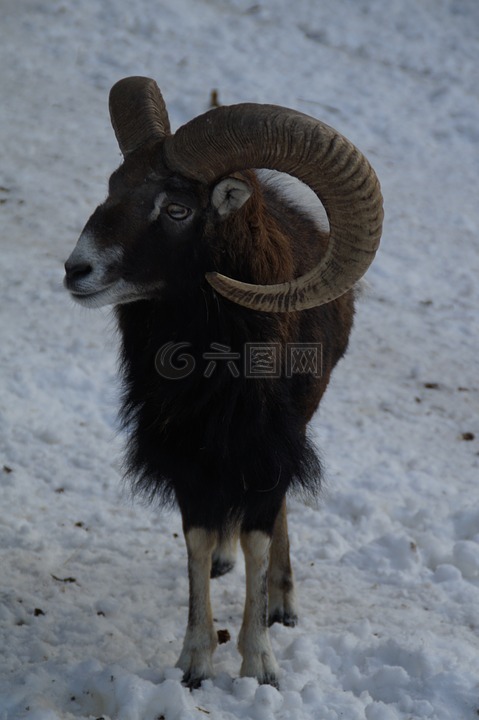 羊,欧洲盘羊,冬天