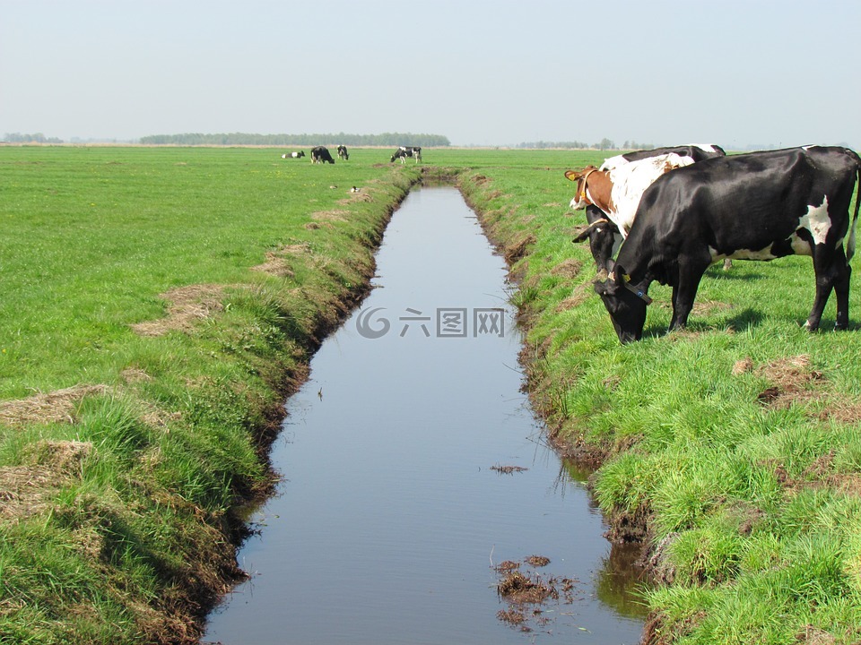 母牛,牧场,景观