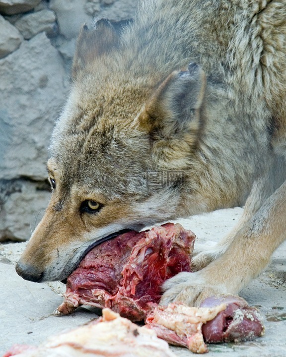 狼,吃,食肉动物