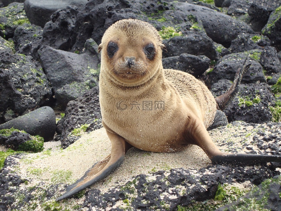 海狮,加拉帕戈,zalophus wollebaeki