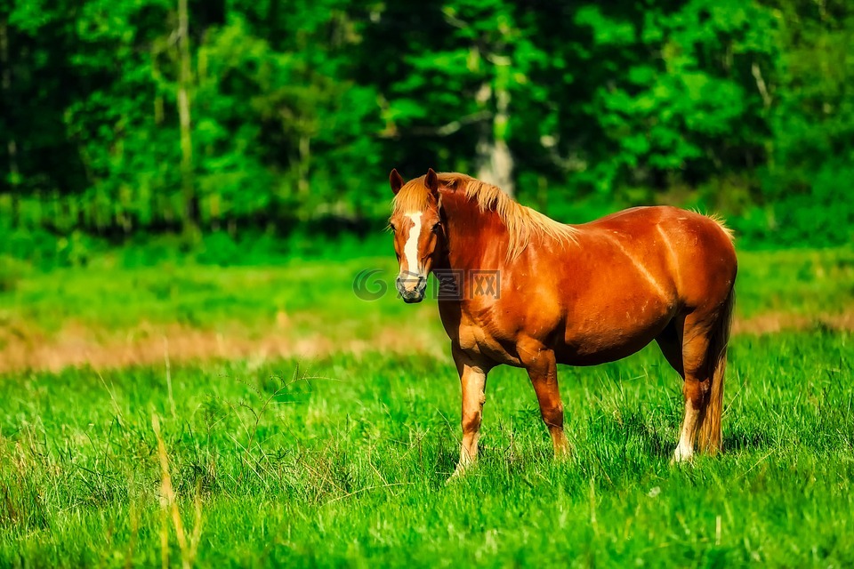 马,动物,草甸