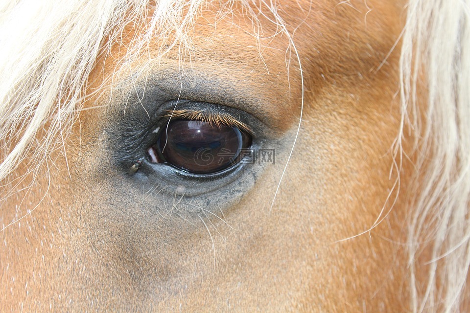 马的眼睛有一个蝴蝶结领带,马,眼