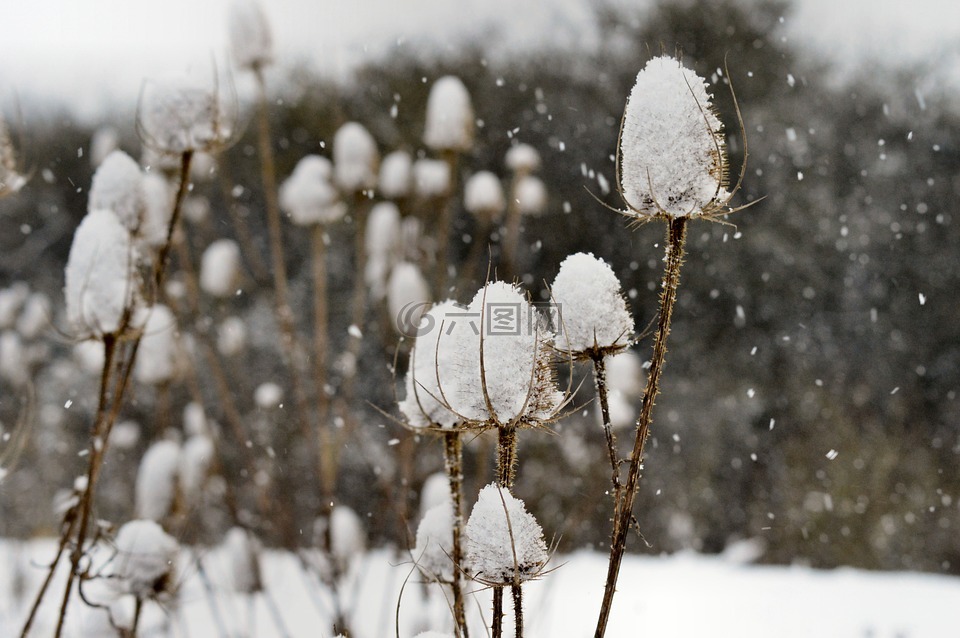 蓟,teasels,雪