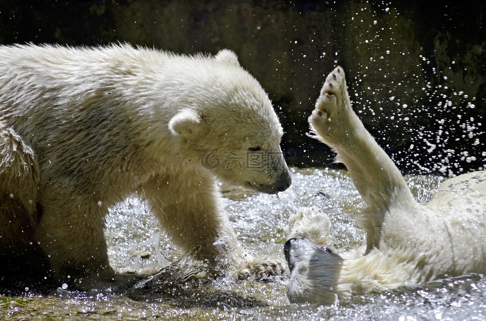 北极熊,北极熊的孩子,极地