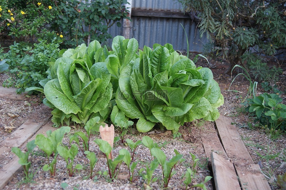 生菜,蔬菜花园,甜菜根