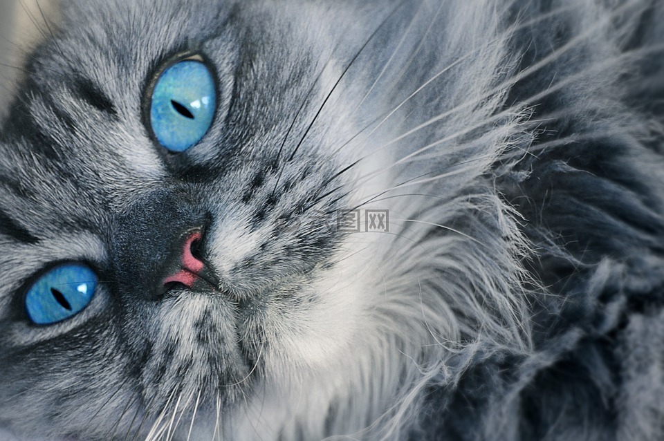 猫的眼睛,猫的样子,蓝色的眼睛