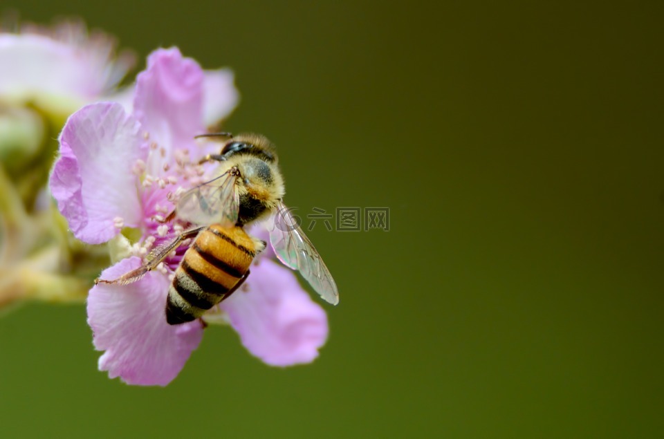 蜜蜂,花,黄色