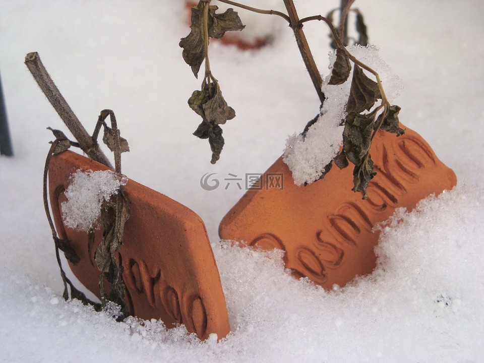 雪,冬天,被忽悠