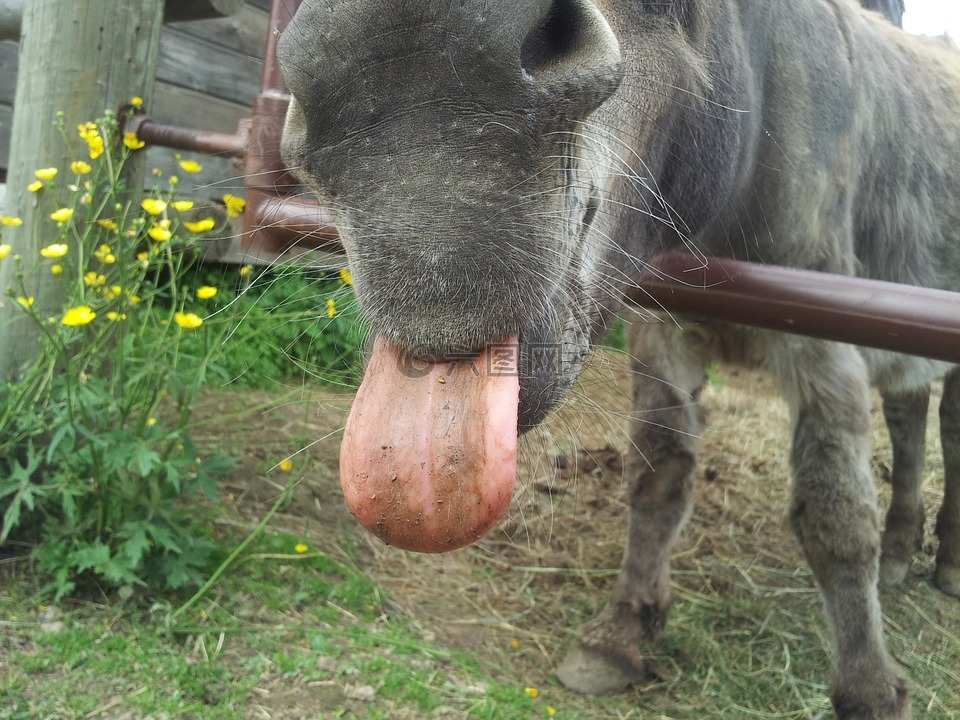 驴,舌头,农场