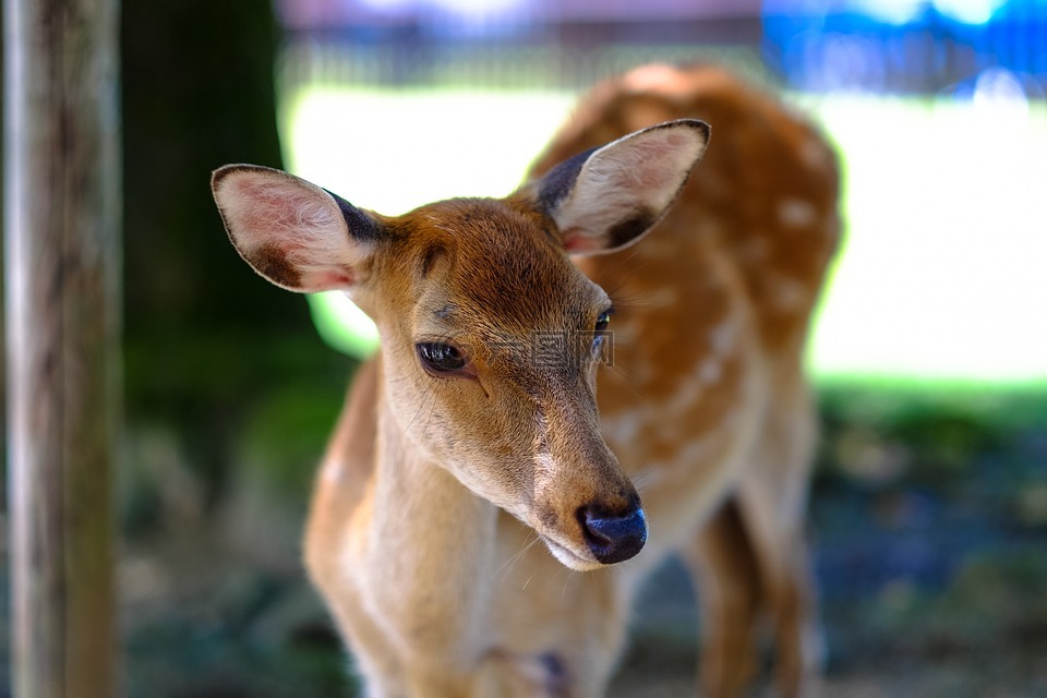 動物,動物攝影,特寫