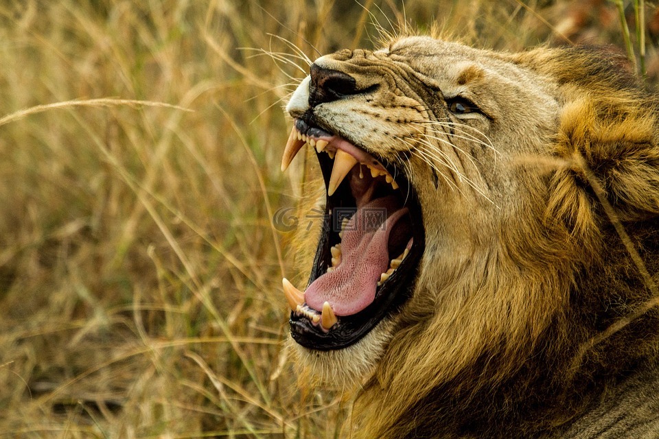 狮子,轰鸣声,野生动物