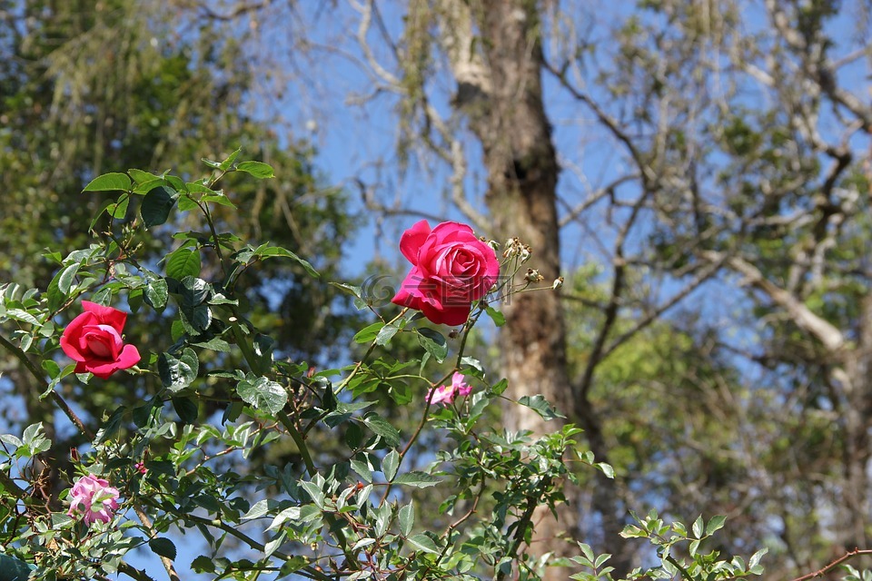 中。 皮带,泰国清迈,以下重phuping宫