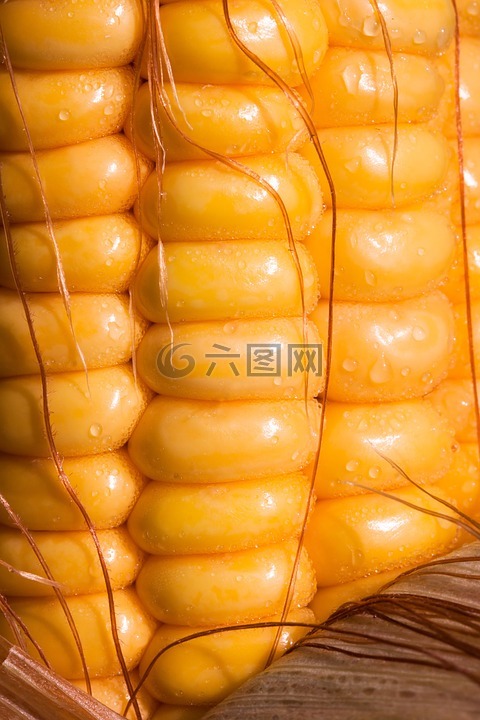 玉米,玉米籽粒,玉米棒