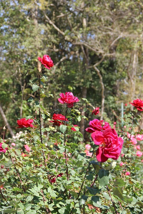 中。 皮带,泰国清迈,以下重phuping宫