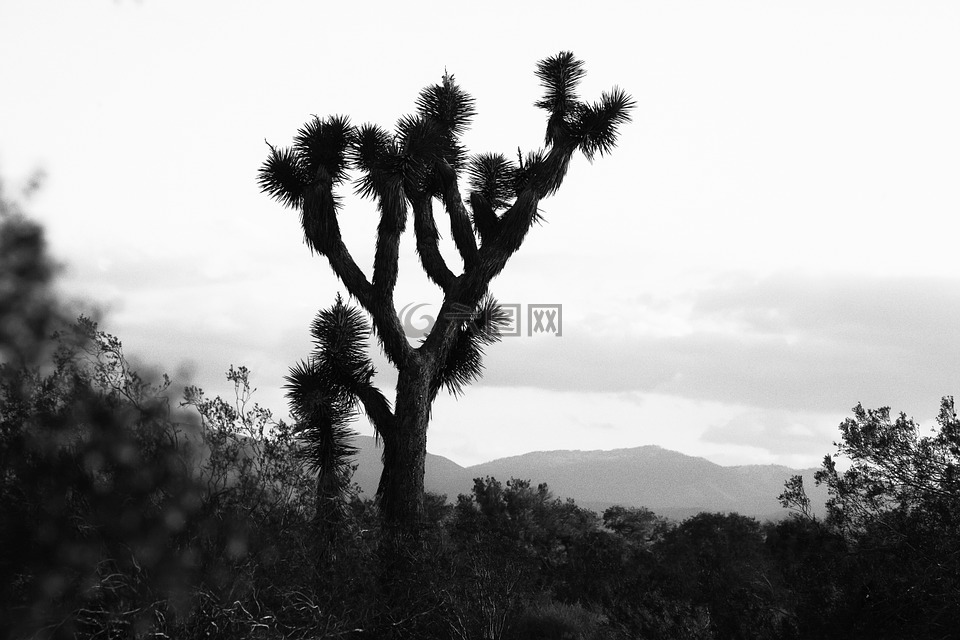 约书亚树,加州沙漠,沙漠