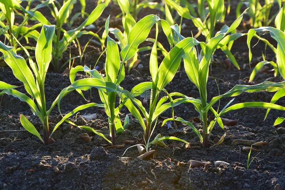 玉米,农业,土壤