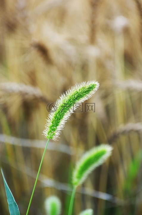 春天的小草,野生草,字段