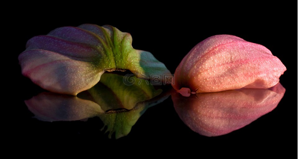 宝莲灯,花瓣,镜像