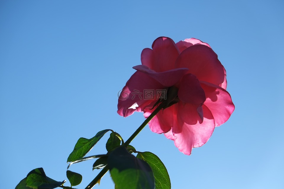 玫瑰花,red rose,blue sky