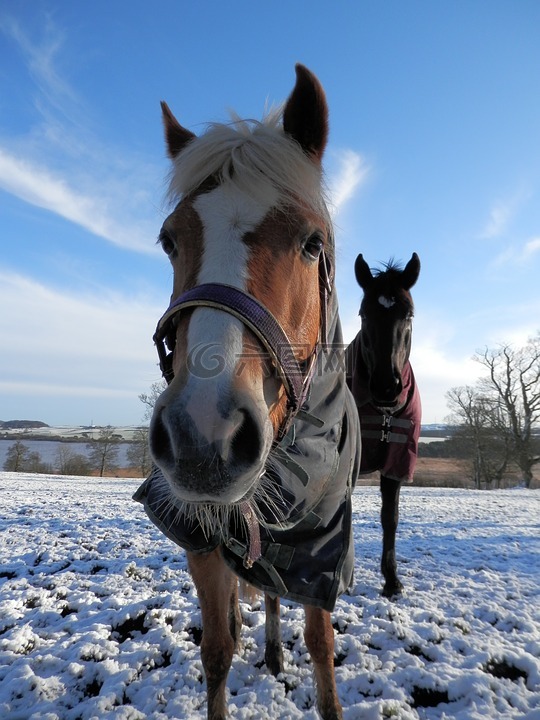 马,雪,动物