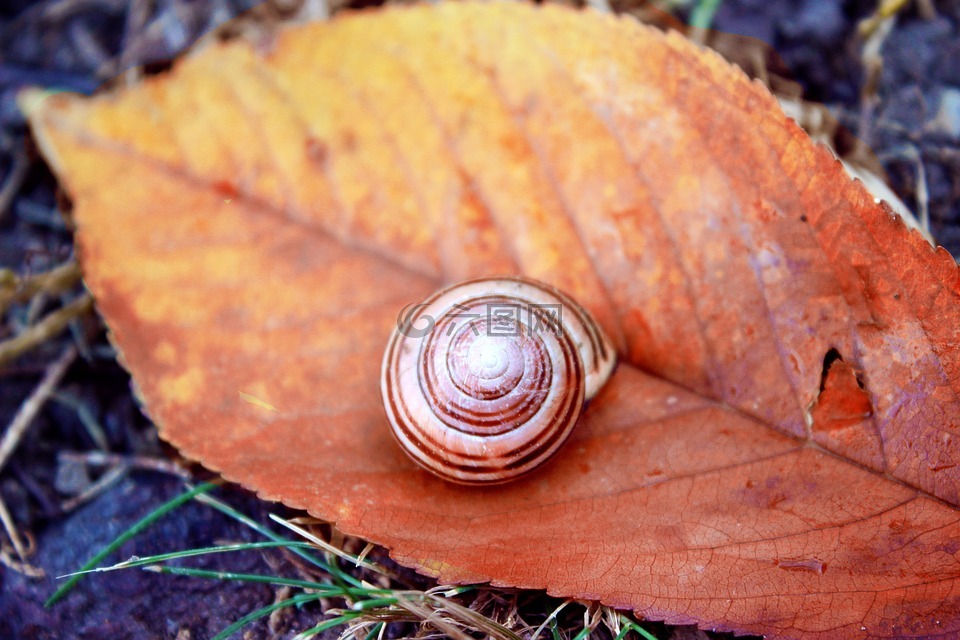 蜗牛,十一月,秋