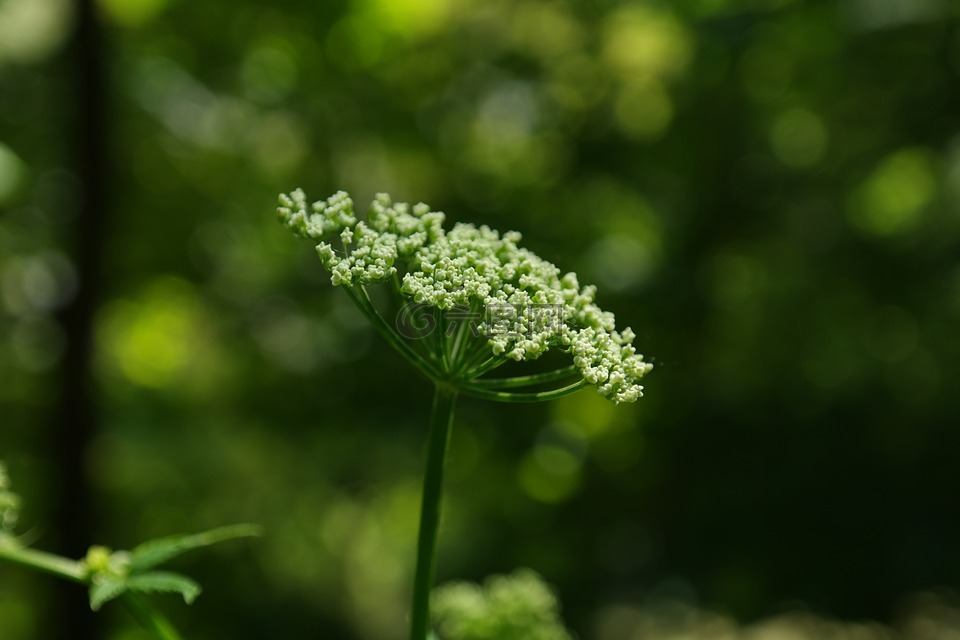 giersch,开花,伞形花序