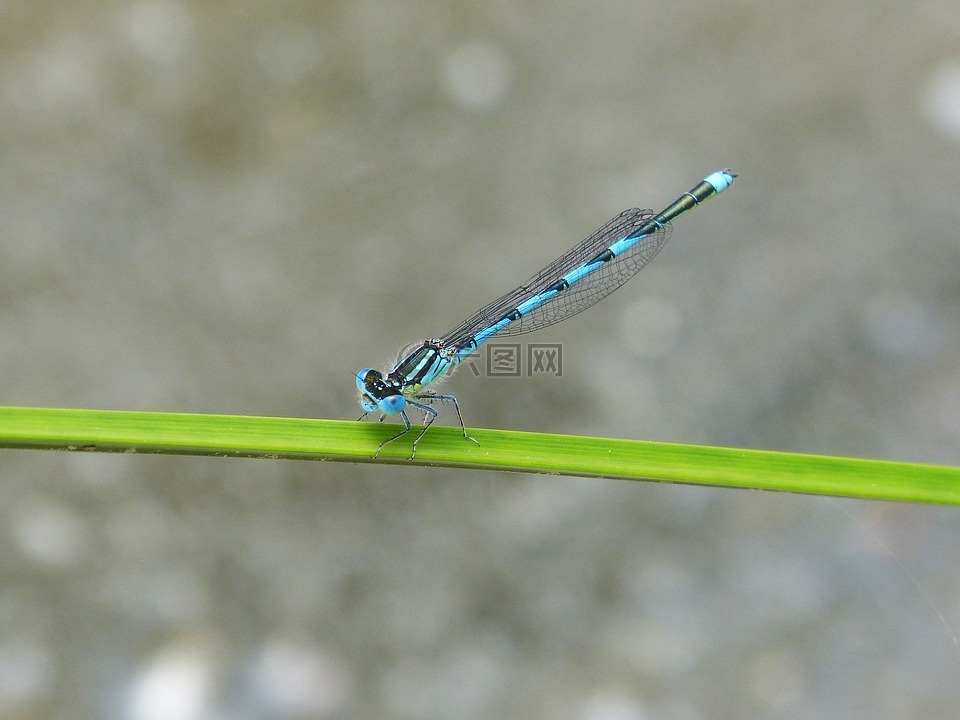 蜻蜓,蓝蜻蜓,湿地