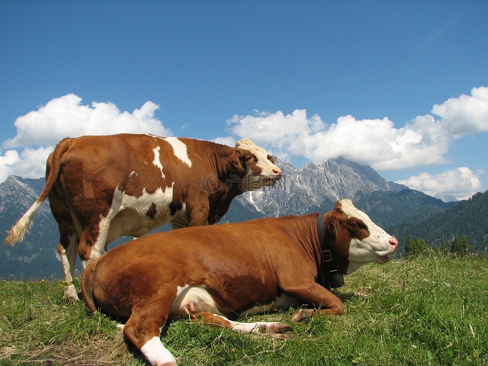 山风景,山,母牛