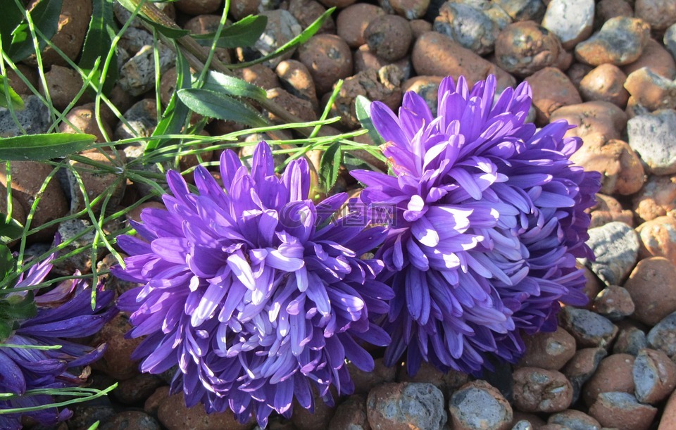 紫苑,鲜花,紫色