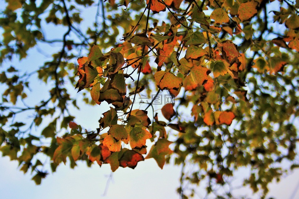 秋天的树叶,叶子,黄色