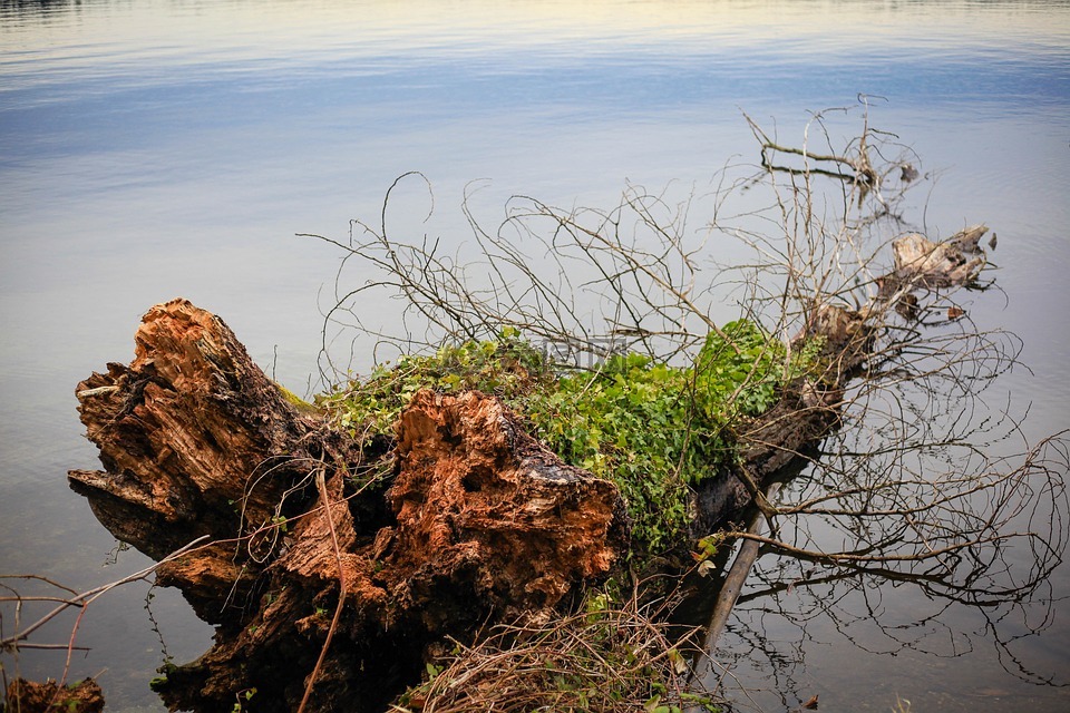 树干在水中,华盛顿湖,湖