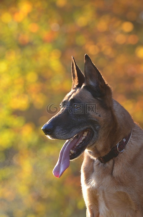 秋季,玛利诺犬,狗