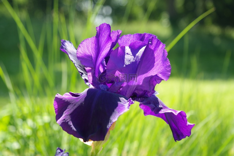 虹膜,开花,暗紫色