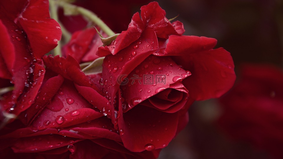 玫瑰,雨,雨后
