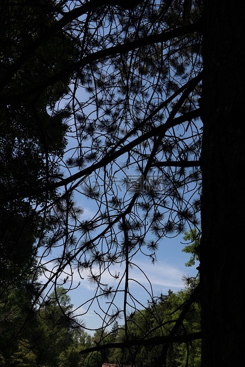 黑松林,树,针叶树