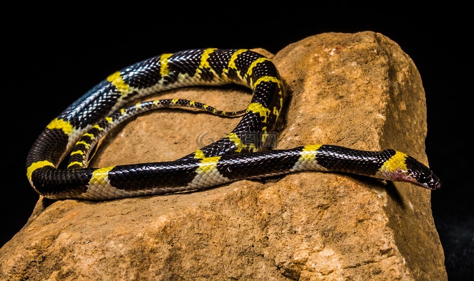 蛇,年轻的蛇,黑黄色
