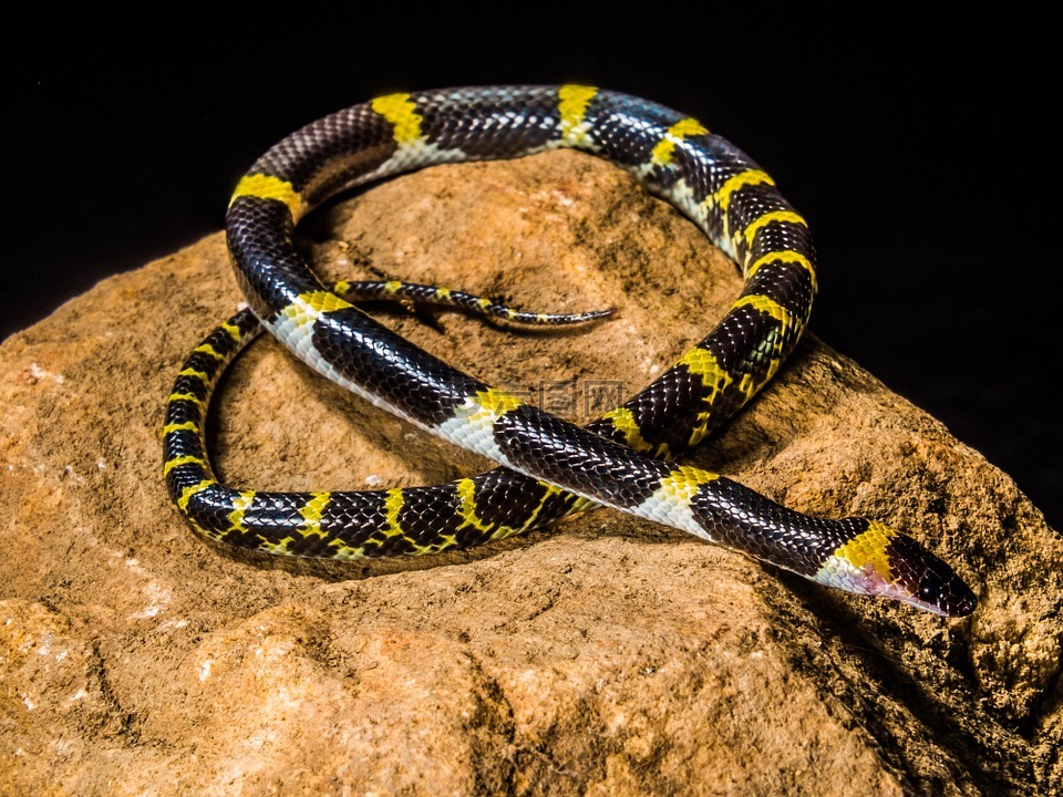 蛇,年轻的蛇,黑黄色