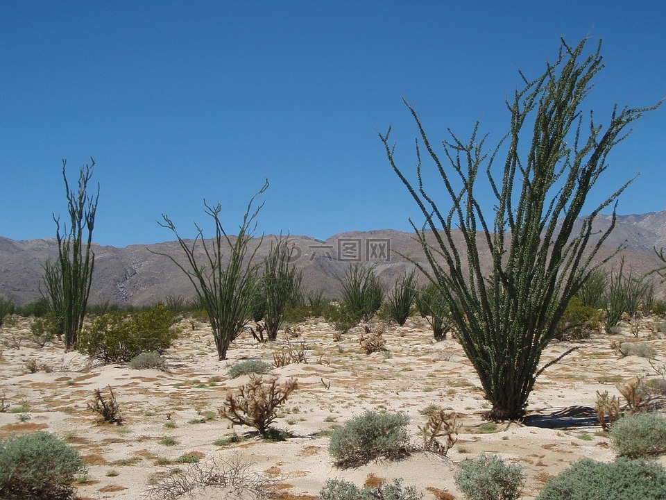 沙漠,迪安萨 - 博雷戈,自然