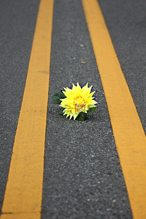 花,黄色,路