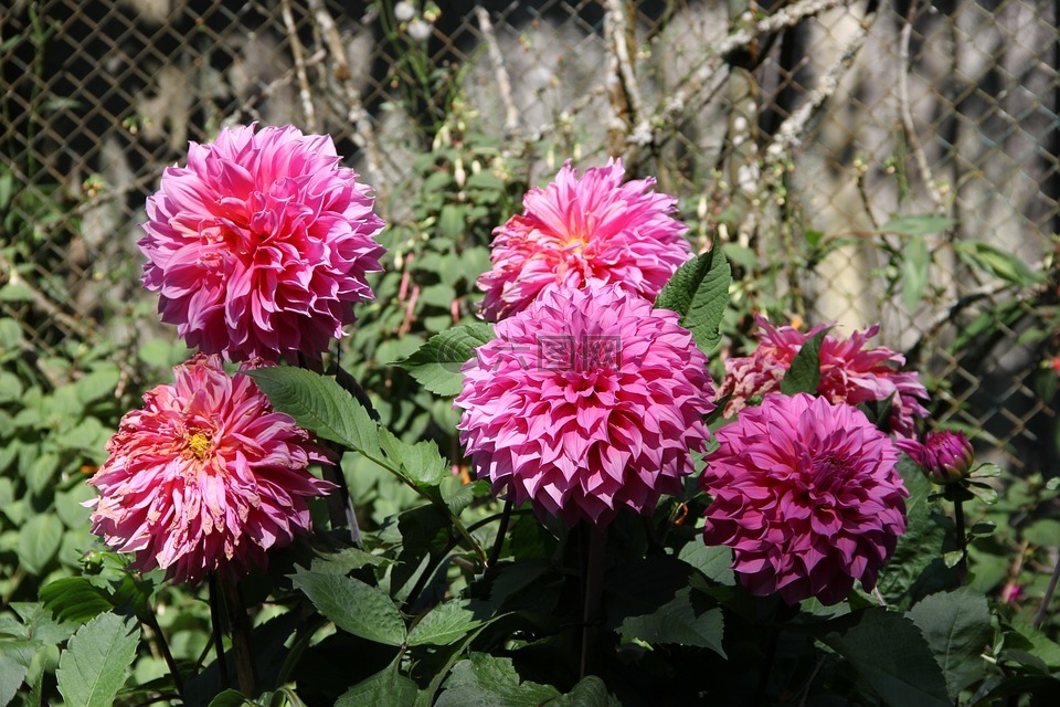 中。 皮带,泰国清迈,以下重phuping宫