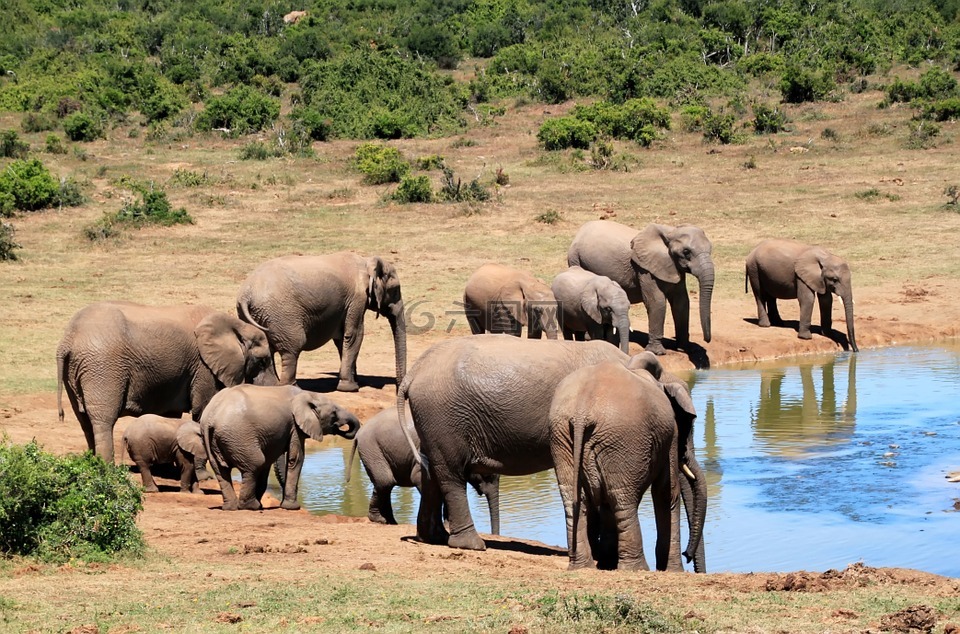 大象,非洲布什大象,荒野