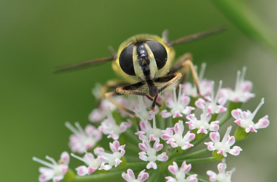 hoverfly,黄蜂,飞