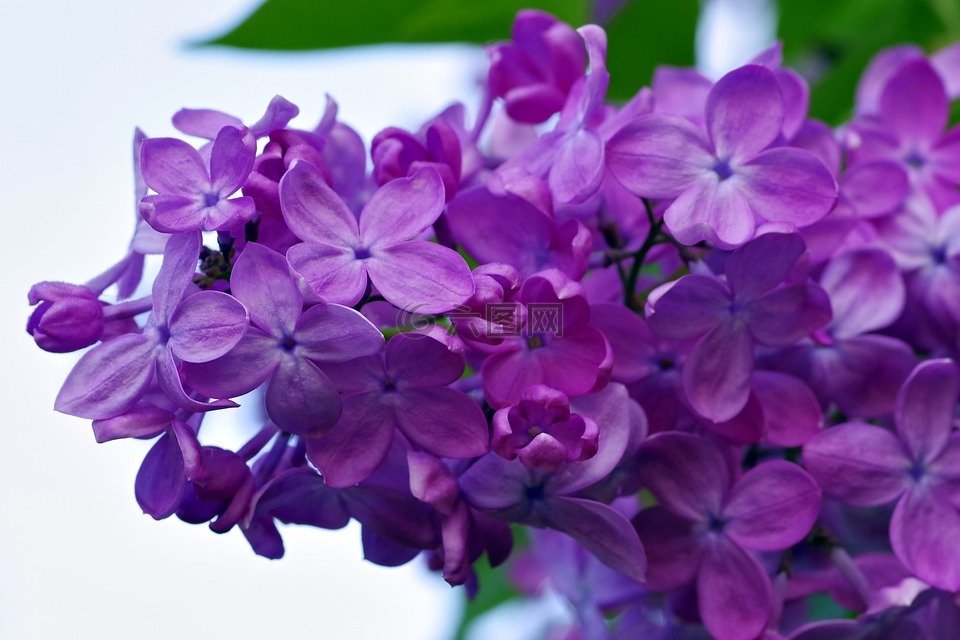 无,花,紫