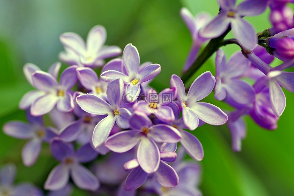 紫丁香,淡紫色的,灌木