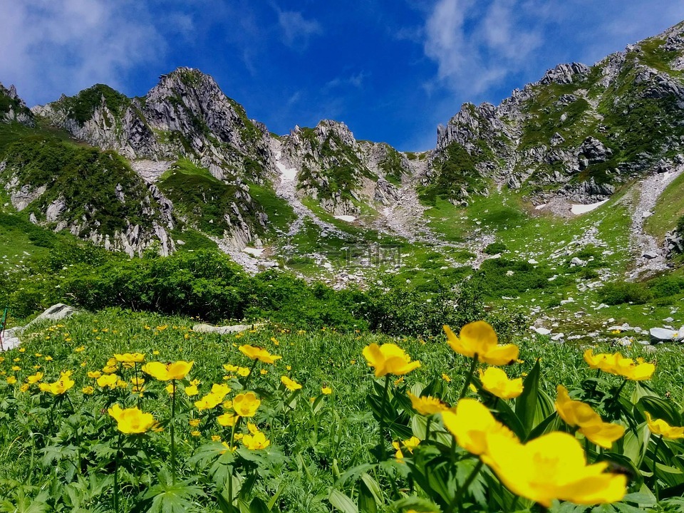 阿尔卑斯山 高山植物 山高清图库素材免费下载 图片编号 六图网