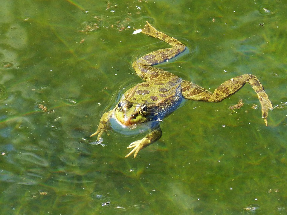青蛙,筏,水